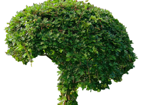 Pit-free landscape plant shrub ball