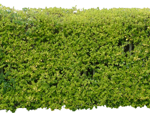 Pit-free landscape plant shrub ball