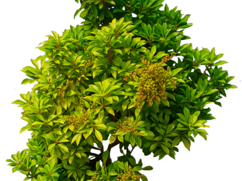 Pit-free landscape plant shrub ball