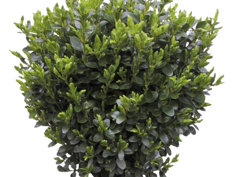 Pit-free landscape plant shrub ball