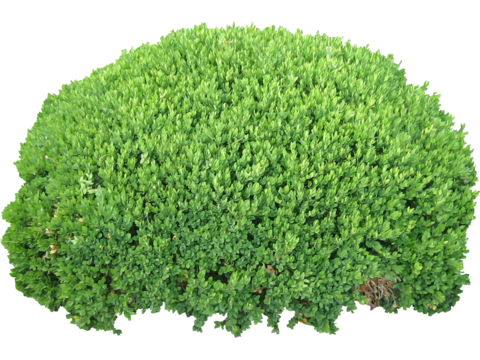 Pit-free landscape plant shrub ball