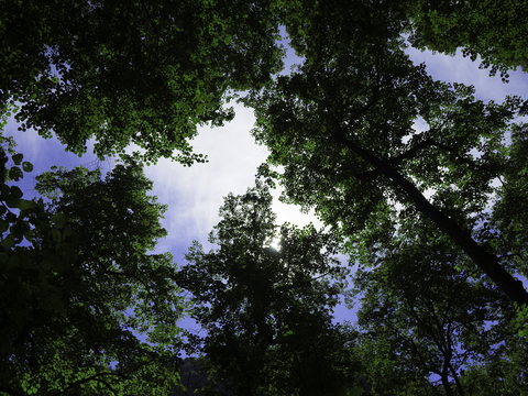 The treetops of the forest