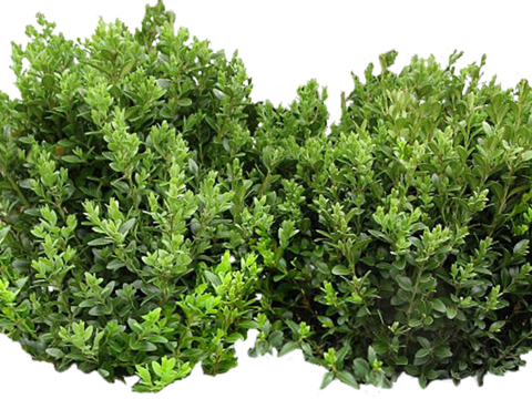 Pit-free landscape plant shrub ball