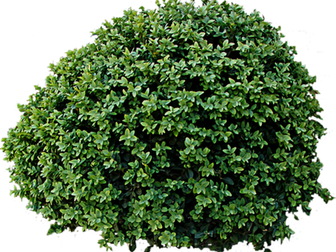 Pit-free landscape plant shrub ball