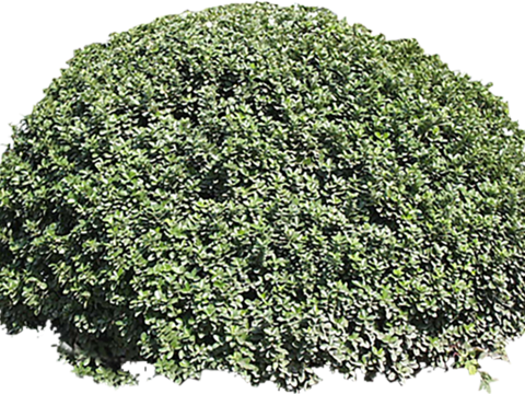 Pit-free landscape plant shrub ball