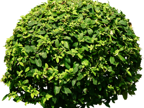 Pit-free landscape plant shrub ball