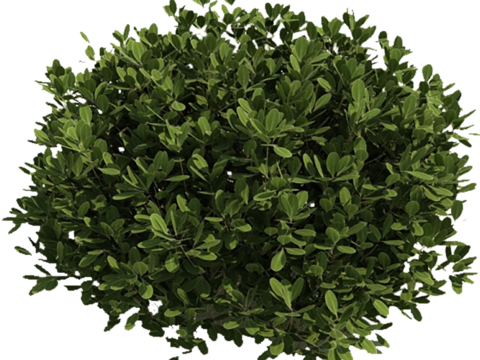 Pit-free landscape plant shrub ball