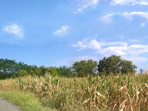 Blue Sky Country Field Landscape Landscape