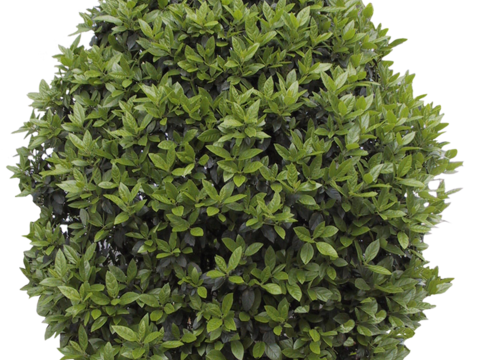 Pit-free landscape plant shrub ball