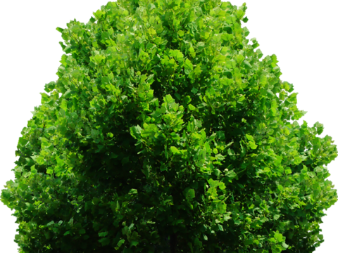 Pit-free landscape plant shrub ball