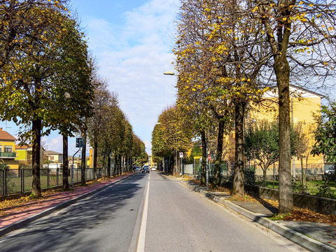 Autumn trees street pavement scenery