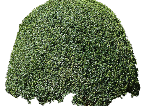 Pit-free landscape plant shrub ball