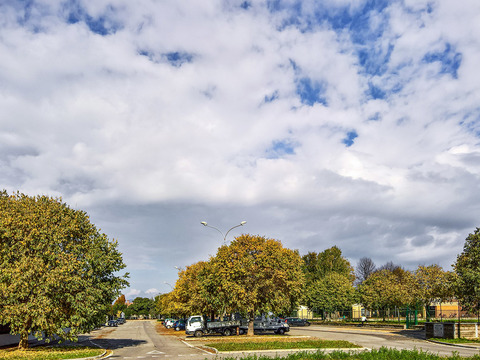 Autumn trees street pavement scenery