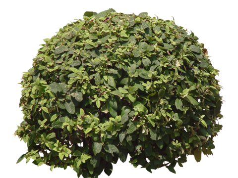 Pit-free landscape plant shrub ball