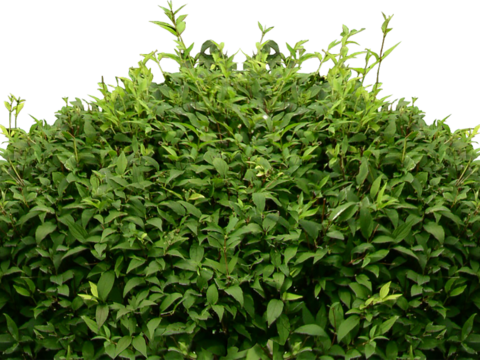 Pit-free landscape plant shrub ball