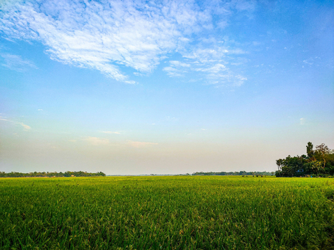 outdoor grass sky