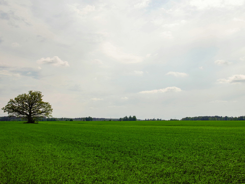 outdoor grass sky