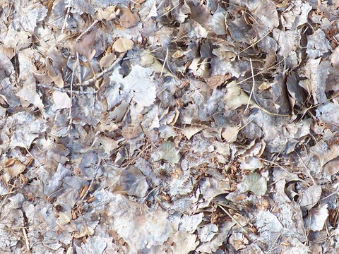 Seamless yellow dead branches and deciduous leaves turf grass lawn road ground