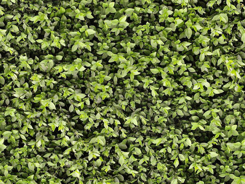 Seamless green shrub plant wall green plant wall turf