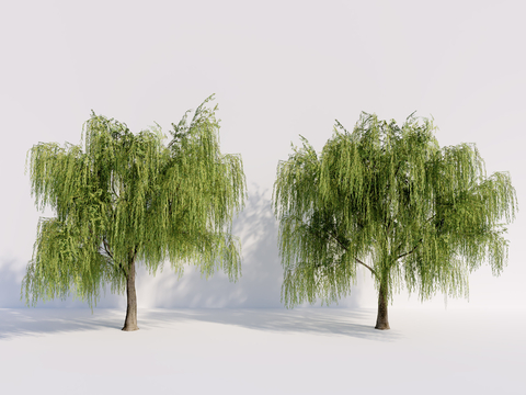 modern willow dry willow weeping willow