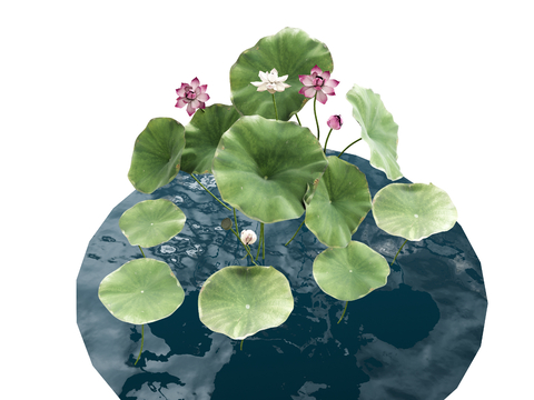 lotus lotus leaf pond lotus flower plant