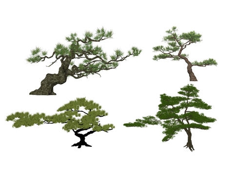 Pok Han Pine Black Pine Ornamental Tree