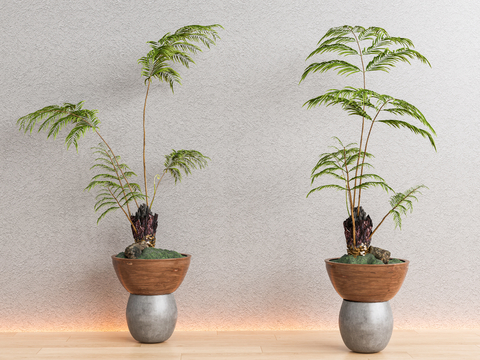 potted plant green plant bonsai