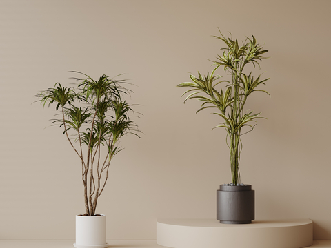 Modern Green Plant Bonsai