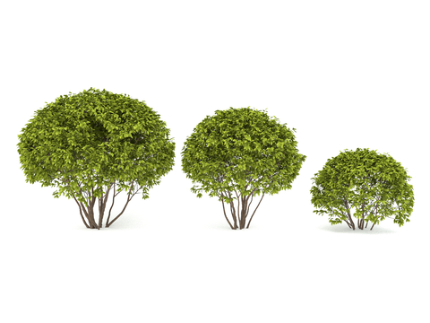 Modern shrub ball plant Big-leaved boxwood melon seeds boxwood