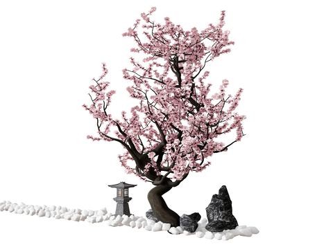 Japanese Sakura Tree Outdoor Tree