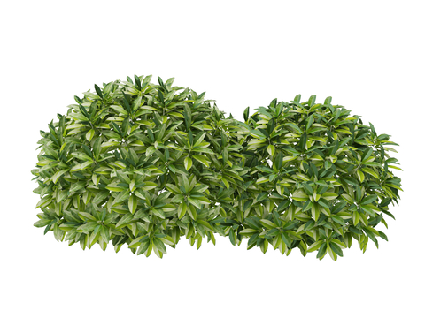 green plant shrub ball