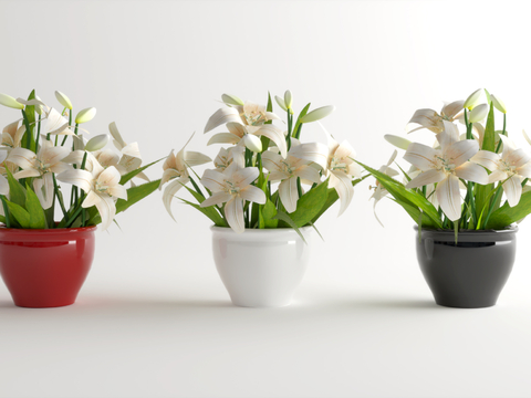 flowers potted plants bonsai