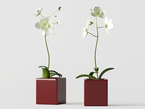 Modern Green Plant Flower Phalaenopsis