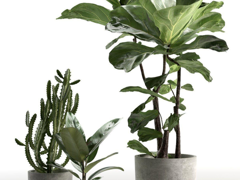 Plant Potted Green Plant Qin Ye Ficus Rubber Tree