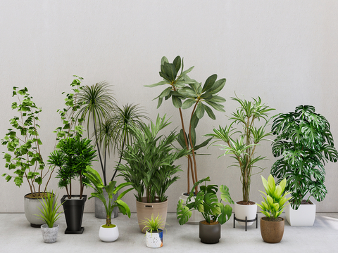 potted plant bonsai green plant