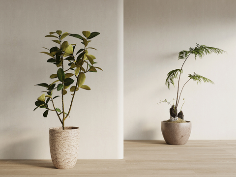 New Chinese Bonsai Bonsai Green Plant