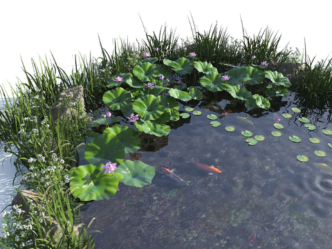 Ecological Fish Pond Pool Lotus Pond