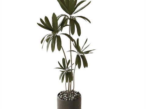 Modern Potted Plant