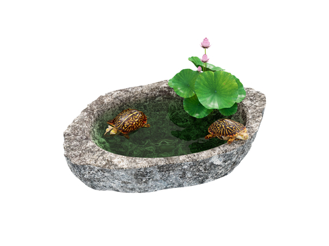 turtle rearing stone basin golden turtle lotus