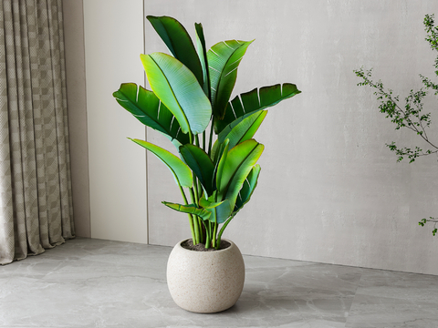 Modern Green Plant Potted Plant