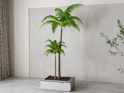 Modern Potted Coconut Tree