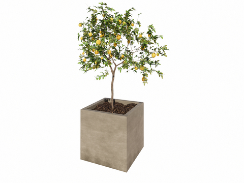 Modern Potted Lemon Tree