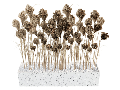 Plant Pile Dried Flower Reed