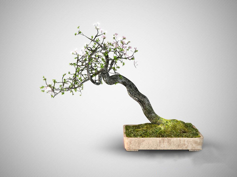 Plum Blossom Bonsai