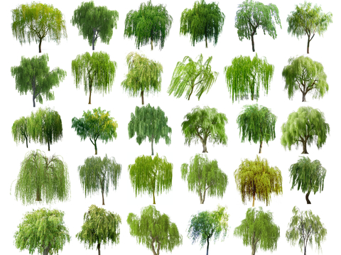 2D component willow weeping willow