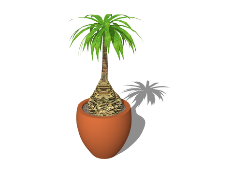 potted plant rich tree