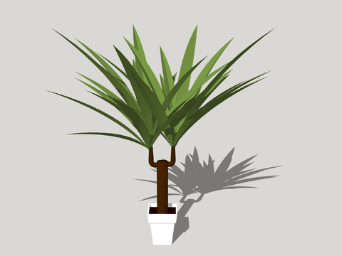 Modern indoor plants potted