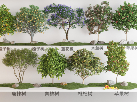 Modern fruit tree orange tree jacaranda green pomelo tree loquat tree apple tree orchid tree