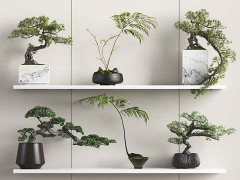 New Chinese Bonsai