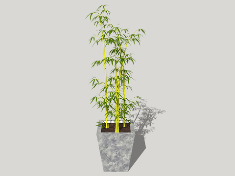 potted plant